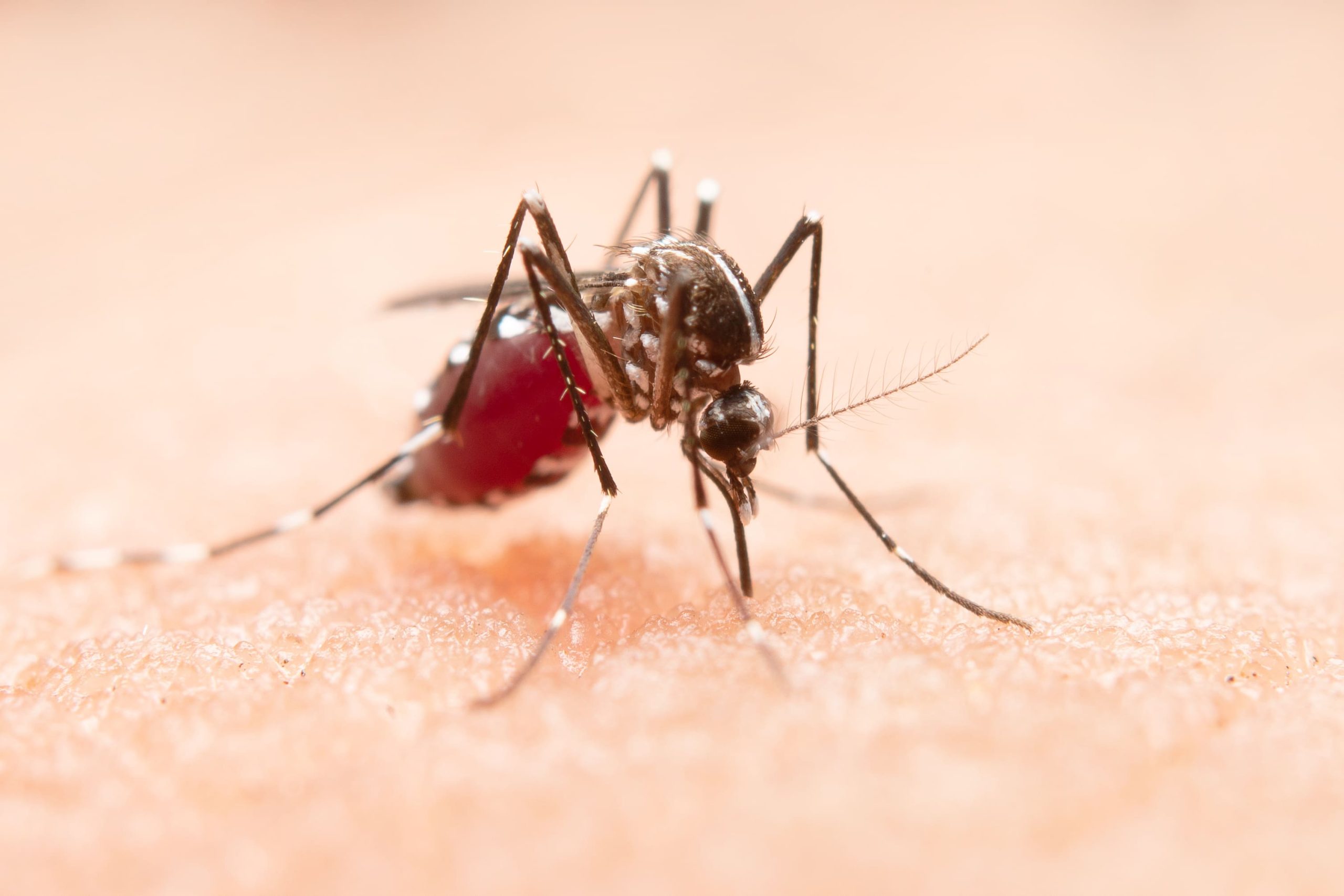 Gejala Parah Demam Berdarah Dengue (DBD) yang Perlu Diwaspadai
