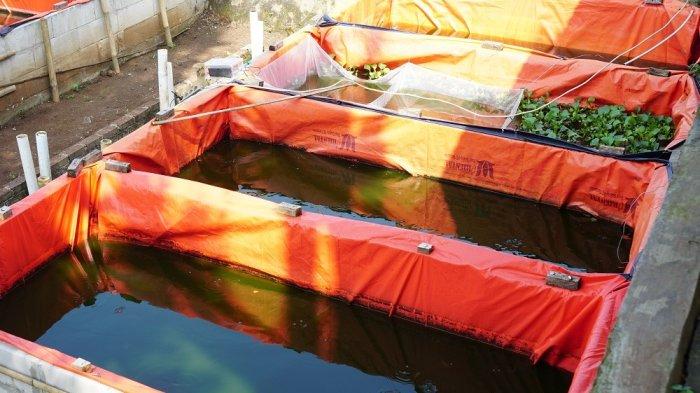 Inovasi AI dari Universitas Widyatama Bantu Petani Ikan Awasi Kolam